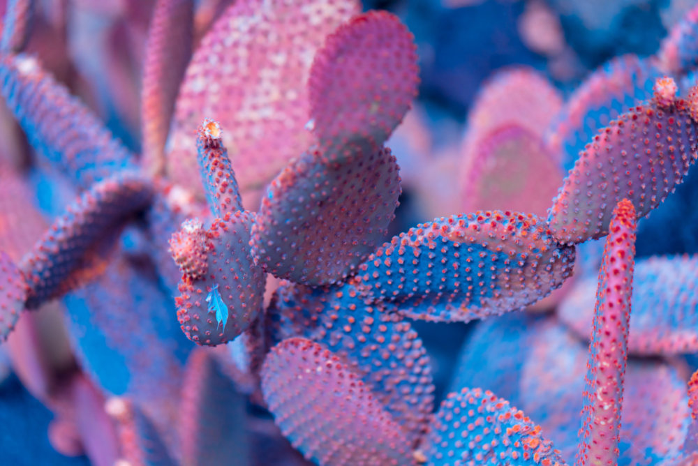Suprachromacy Stunning Infrared Macro Photographs Of Canary Island Plants By Marcus Wendt 4