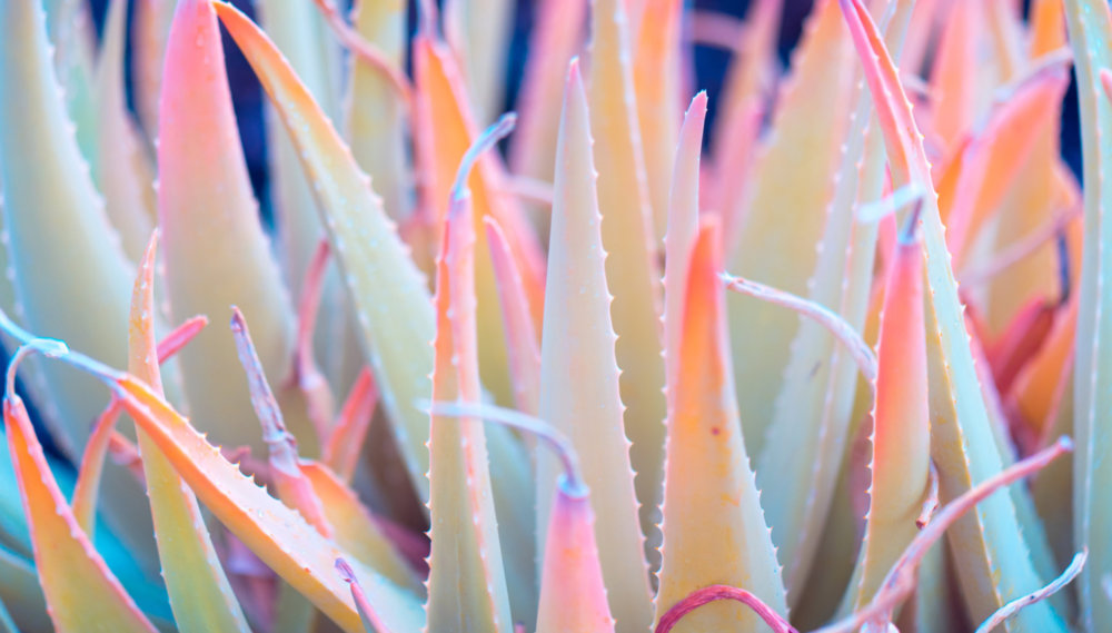 Suprachromacy Stunning Infrared Macro Photographs Of Canary Island Plants By Marcus Wendt 6
