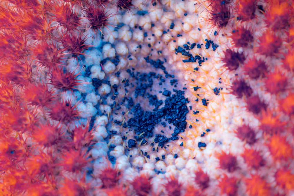 Suprachromacy Stunning Infrared Macro Photographs Of Canary Island Plants By Marcus Wendt 7
