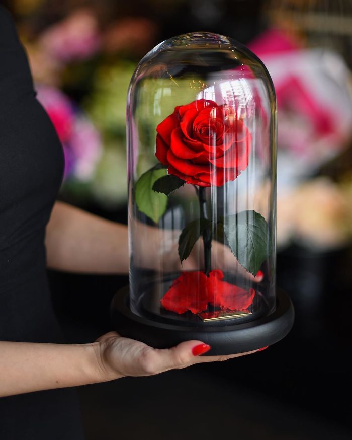 Beautiful Roses Preserved Underneath Glass Domes That Can Last For 3 Years By Forever Rose 1