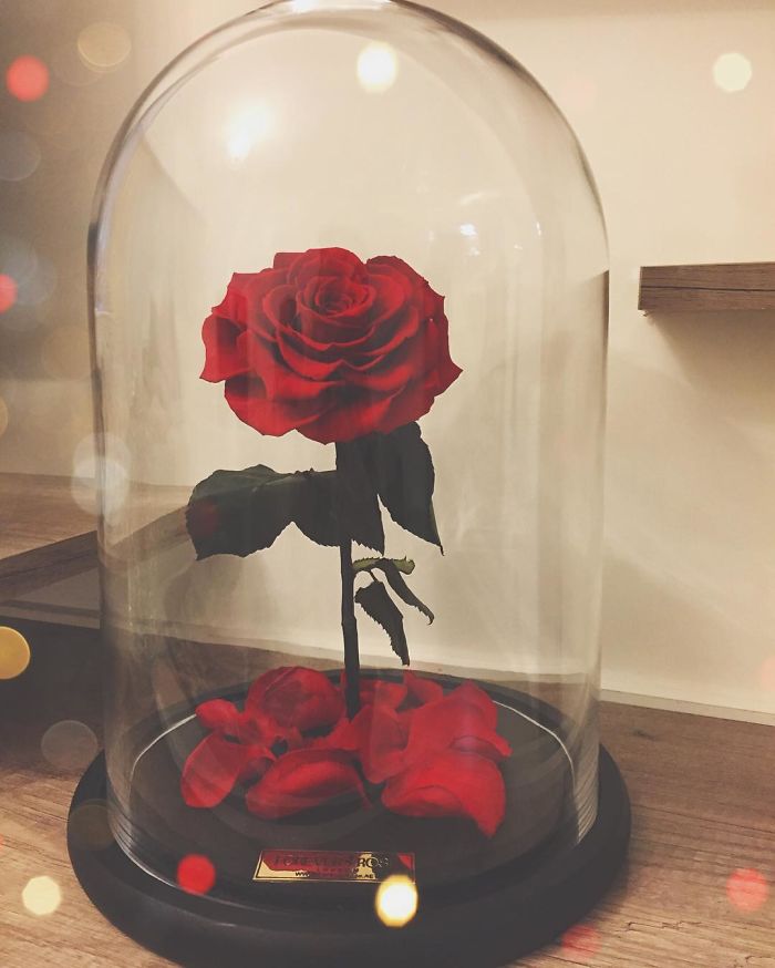 Beautiful Roses Preserved Underneath Glass Domes That Can Last For 3 Years By Forever Rose 14
