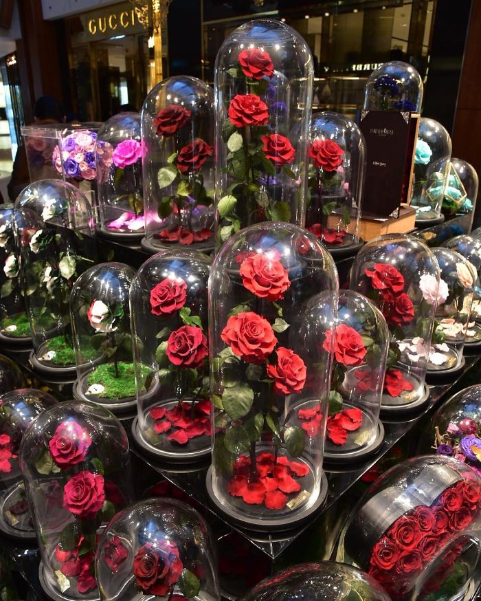 Beautiful Roses Preserved Underneath Glass Domes That Can Last For 3 Years By Forever Rose 15