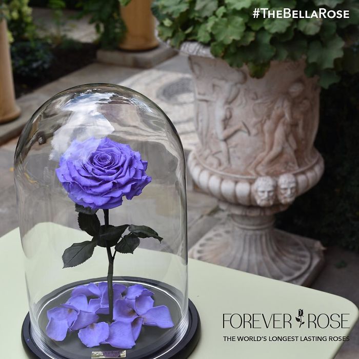 Beautiful Roses Preserved Underneath Glass Domes That Can Last For 3 Years By Forever Rose 17