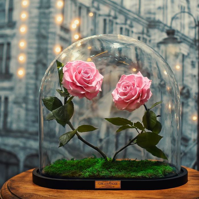 Beautiful Roses Preserved Underneath Glass Domes That Can Last For 3 Years By Forever Rose 19