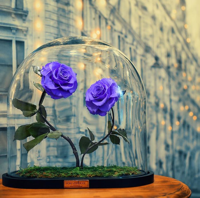 Beautiful Roses Preserved Underneath Glass Domes That Can Last For 3 Years By Forever Rose 2
