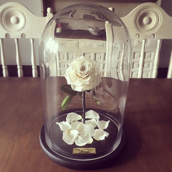 Beautiful Roses Preserved Underneath Glass Domes That Can Last For 3 Years By Forever Rose 20