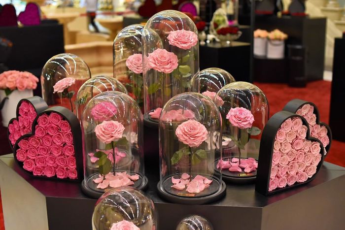 Beautiful Roses Preserved Underneath Glass Domes That Can Last For 3 Years By Forever Rose 22