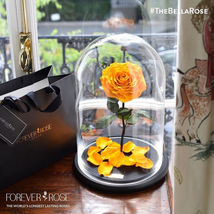 Beautiful Roses Preserved Underneath Glass Domes That Can Last For 3 Years By Forever Rose 24