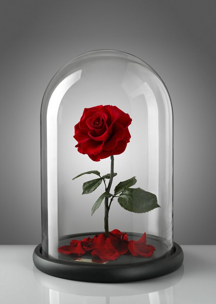 Beautiful Roses Preserved Underneath Glass Domes That Can Last For 3 Years By Forever Rose 3
