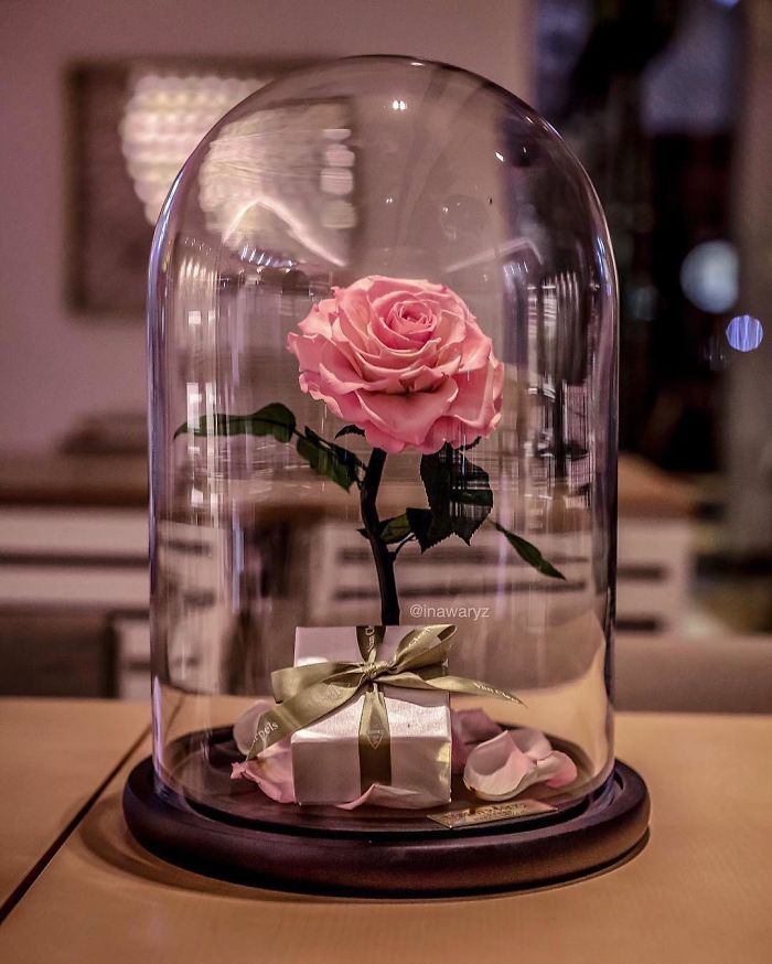 Beautiful Roses Preserved Underneath Glass Domes That Can Last For 3 Years By Forever Rose 8