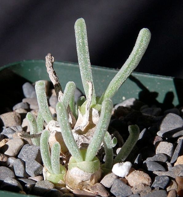 Monilaria Obconica The Cute Succulent Plant That Looks Like Little Buds Of Green Bunnies By Kenni Koala Seeds 2