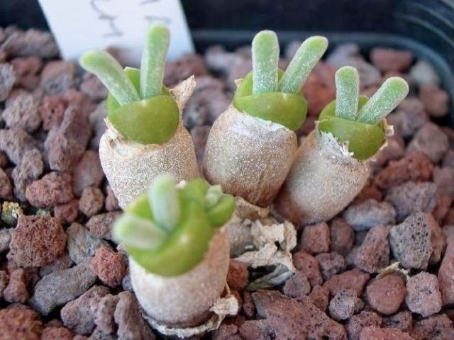 Monilaria Obconica The Cute Succulent Plant That Looks Like Little Buds Of Green Bunnies By Kenni Koala Seeds