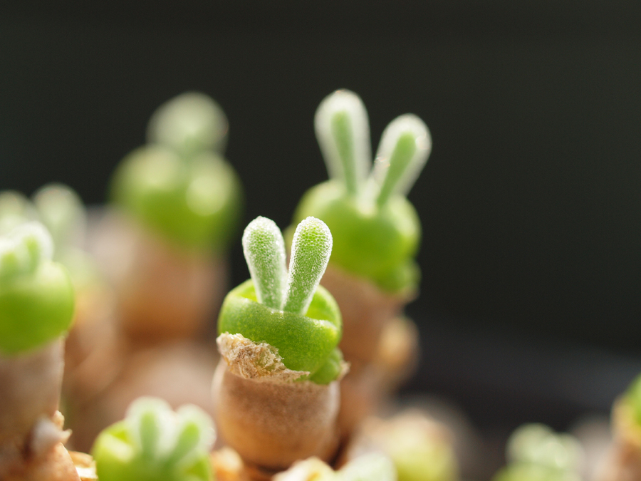 Monilaria Obconica The Cute Succulent Plant That Looks Like Little Buds Of Green Bunnies By Nabeya 2