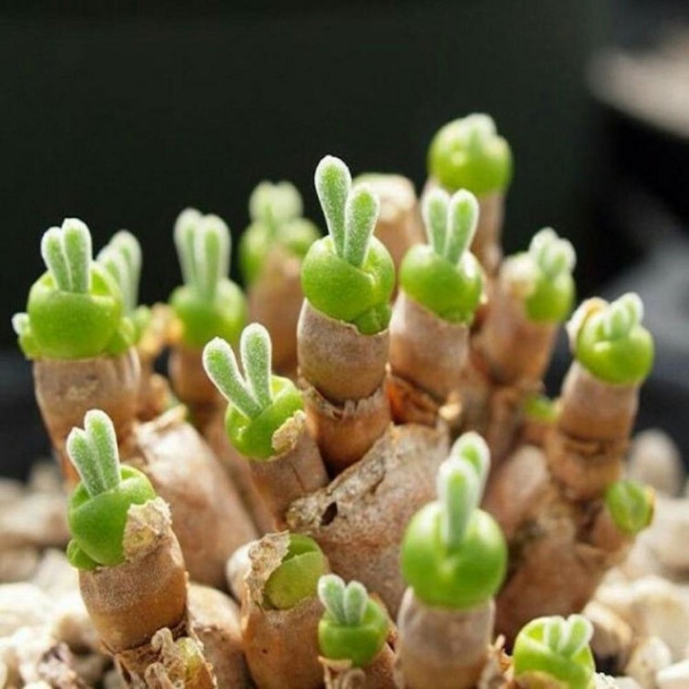 Monilaria obconica: the cute succulent plant that looks like little buds of green bunnies