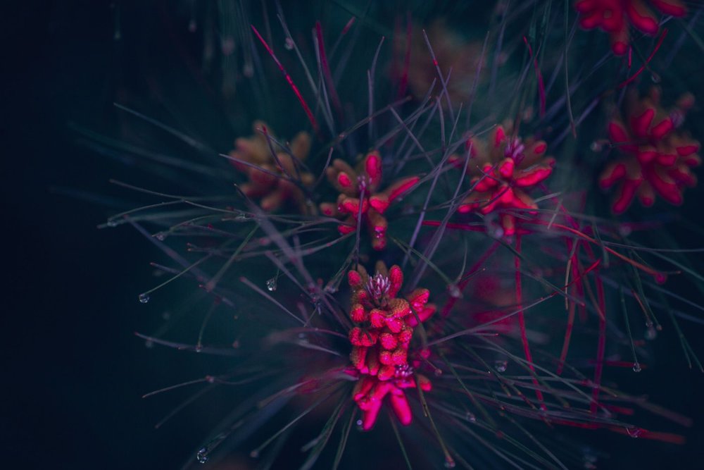 Neon Plants Stunning Photographic Series Of Plants Under Neon Lights By Erika Parfenova 11
