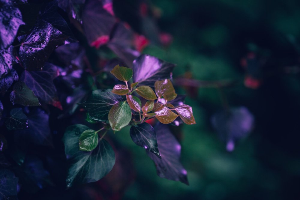 Neon Plants Stunning Photographic Series Of Plants Under Neon Lights By Erika Parfenova 4