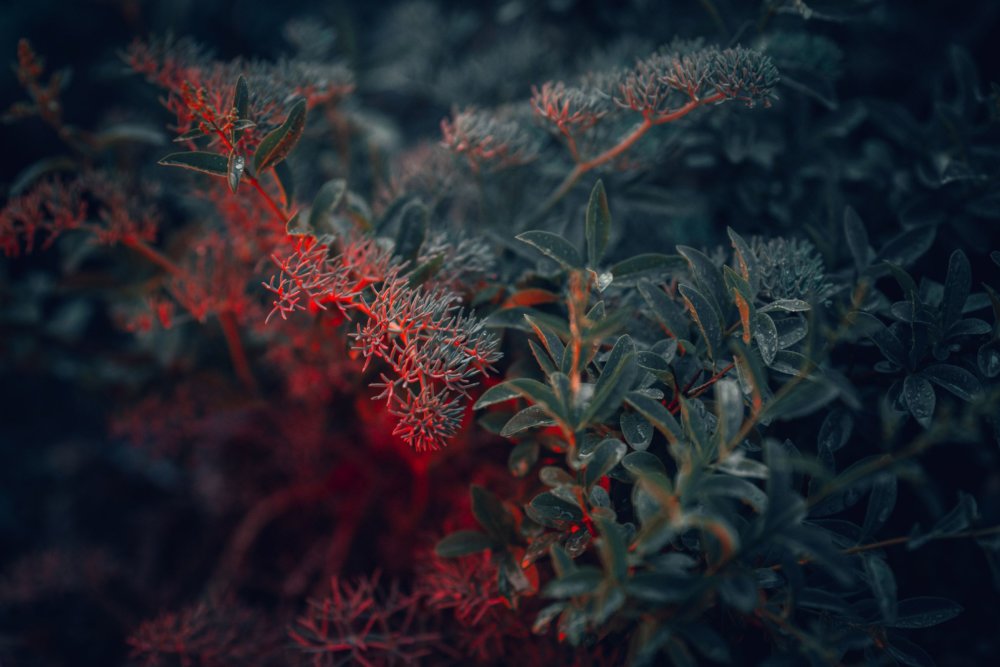 Neon Plants Stunning Photographic Series Of Plants Under Neon Lights By Erika Parfenova 6