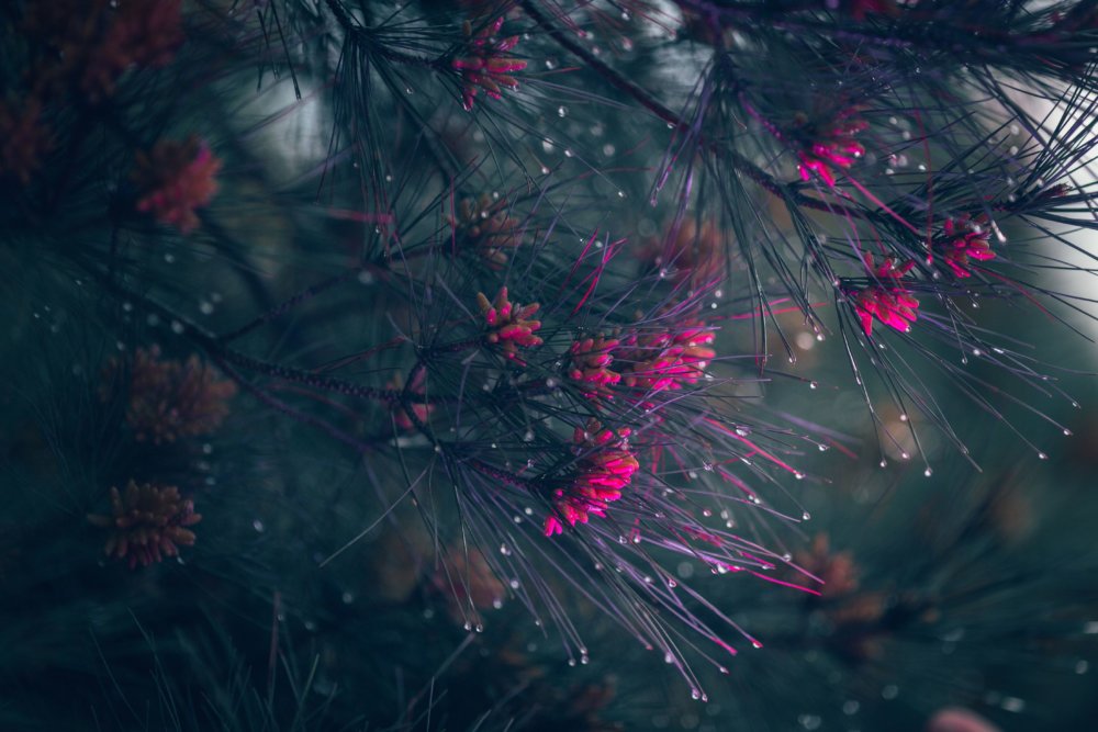 Neon Plants Stunning Photographic Series Of Plants Under Neon Lights By Erika Parfenova 8