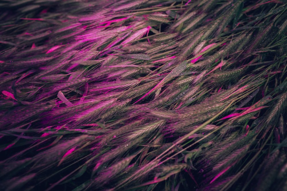Neon Plants Stunning Photographic Series Of Plants Under Neon Lights By Erika Parfenova 9