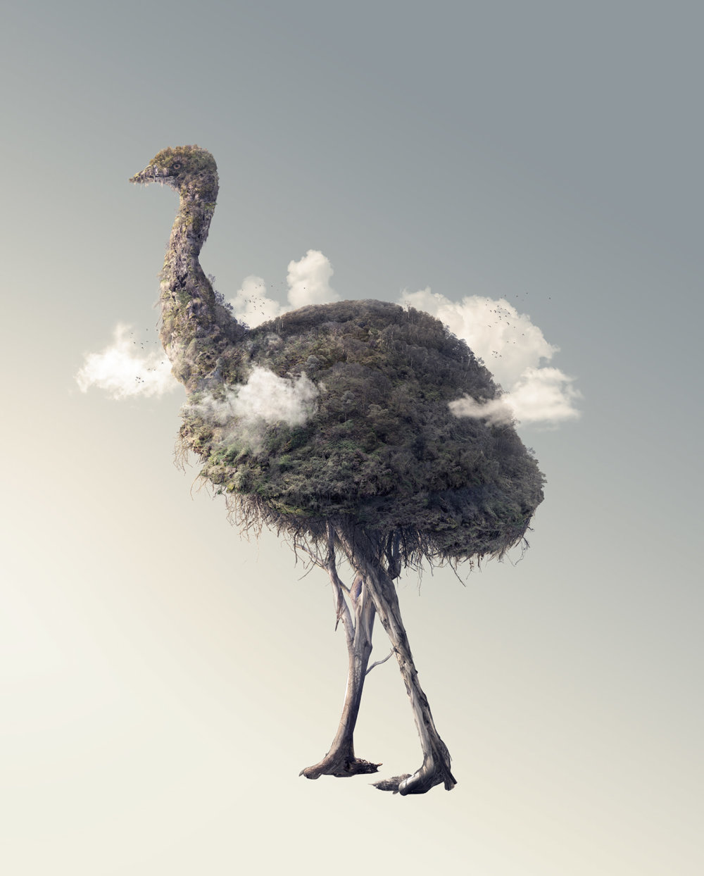 Ostrich Emu