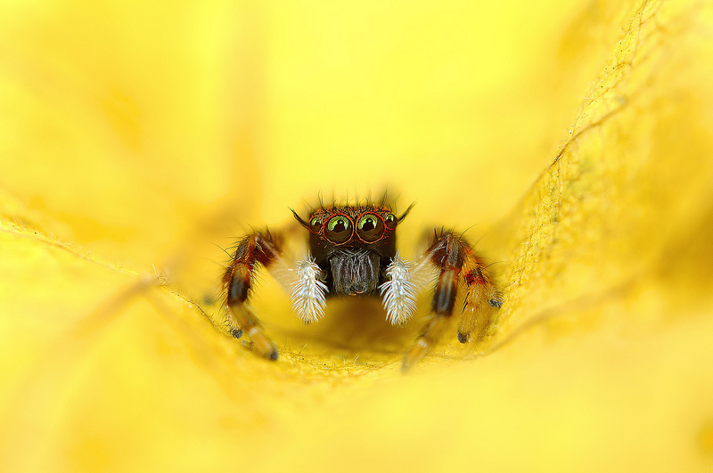 The Vibrant And Colorful Spider Macro Photography Of Jimmy Kong 1