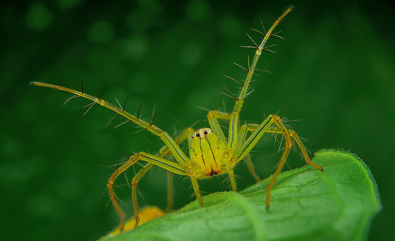 The Vibrant And Colorful Spider Macro Photography Of Jimmy Kong 10