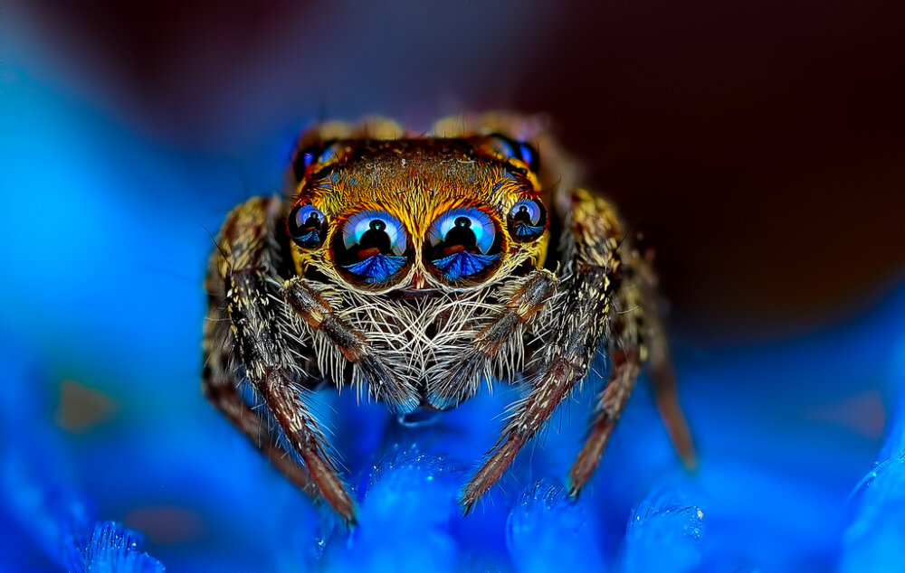 The Vibrant And Colorful Spider Macro Photography Of Jimmy Kong 11