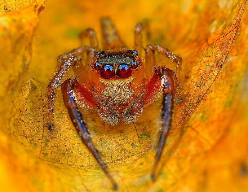 The Vibrant And Colorful Spider Macro Photography Of Jimmy Kong 2