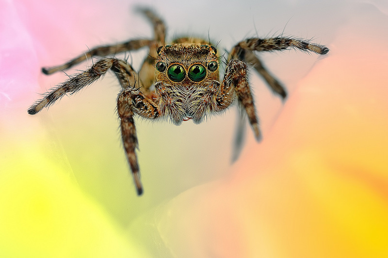 The Vibrant And Colorful Spider Macro Photography Of Jimmy Kong 3