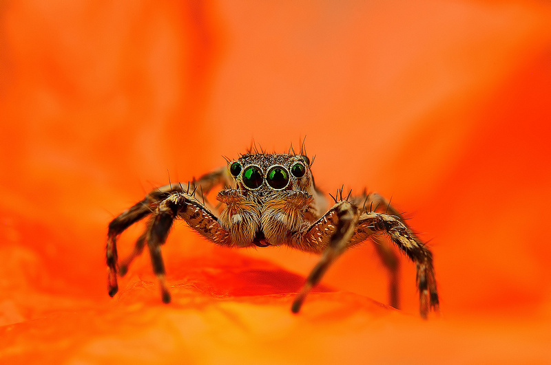 The Vibrant And Colorful Spider Macro Photography Of Jimmy Kong 4