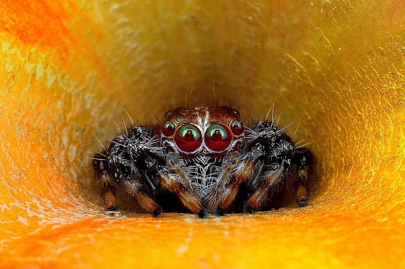 The Vibrant And Colorful Spider Macro Photography Of Jimmy Kong 6