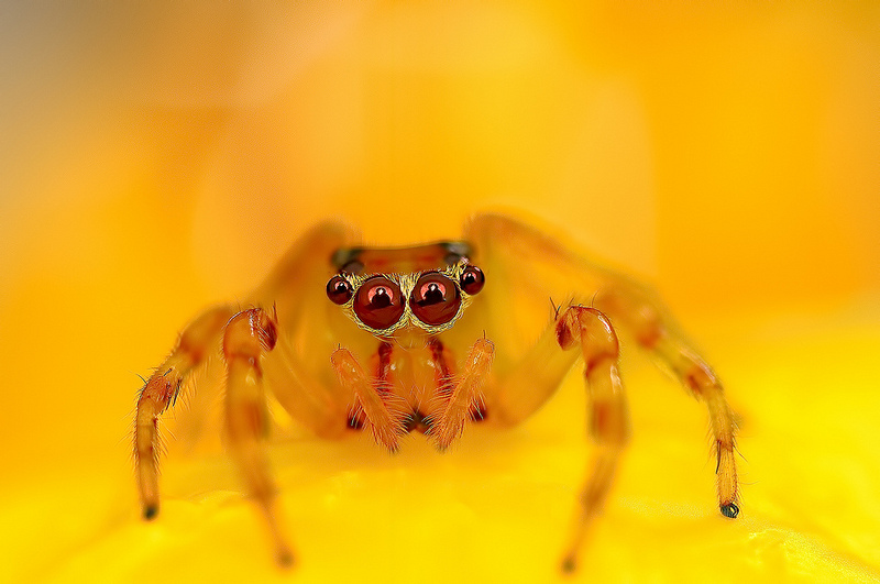 The Vibrant And Colorful Spider Macro Photography Of Jimmy Kong 7