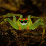 The vibrant and colorful spider macro photography of Jimmy Kong