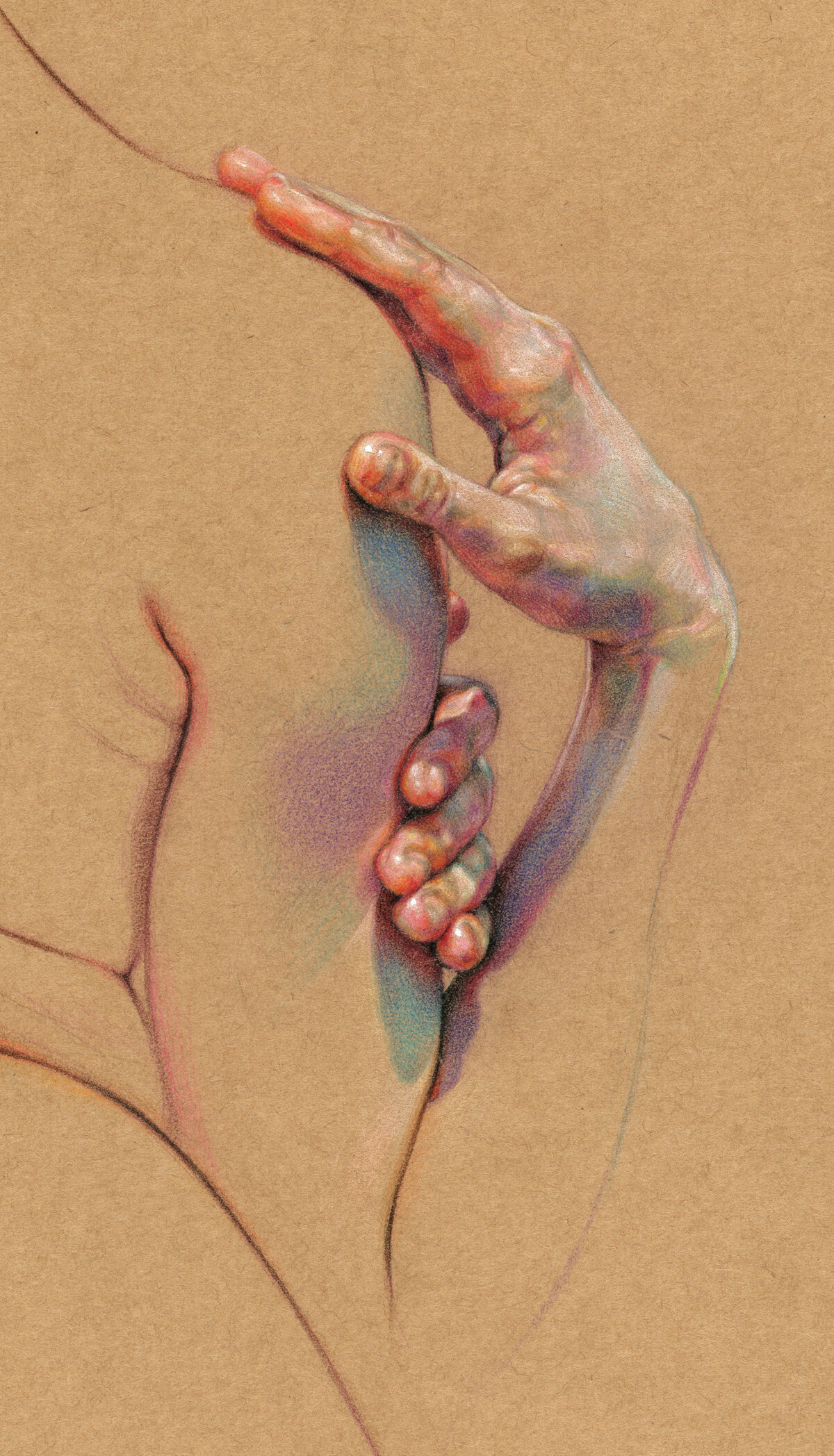 Expressive Anatomical Colored Pencil Drawings By Wanjin Gim 1