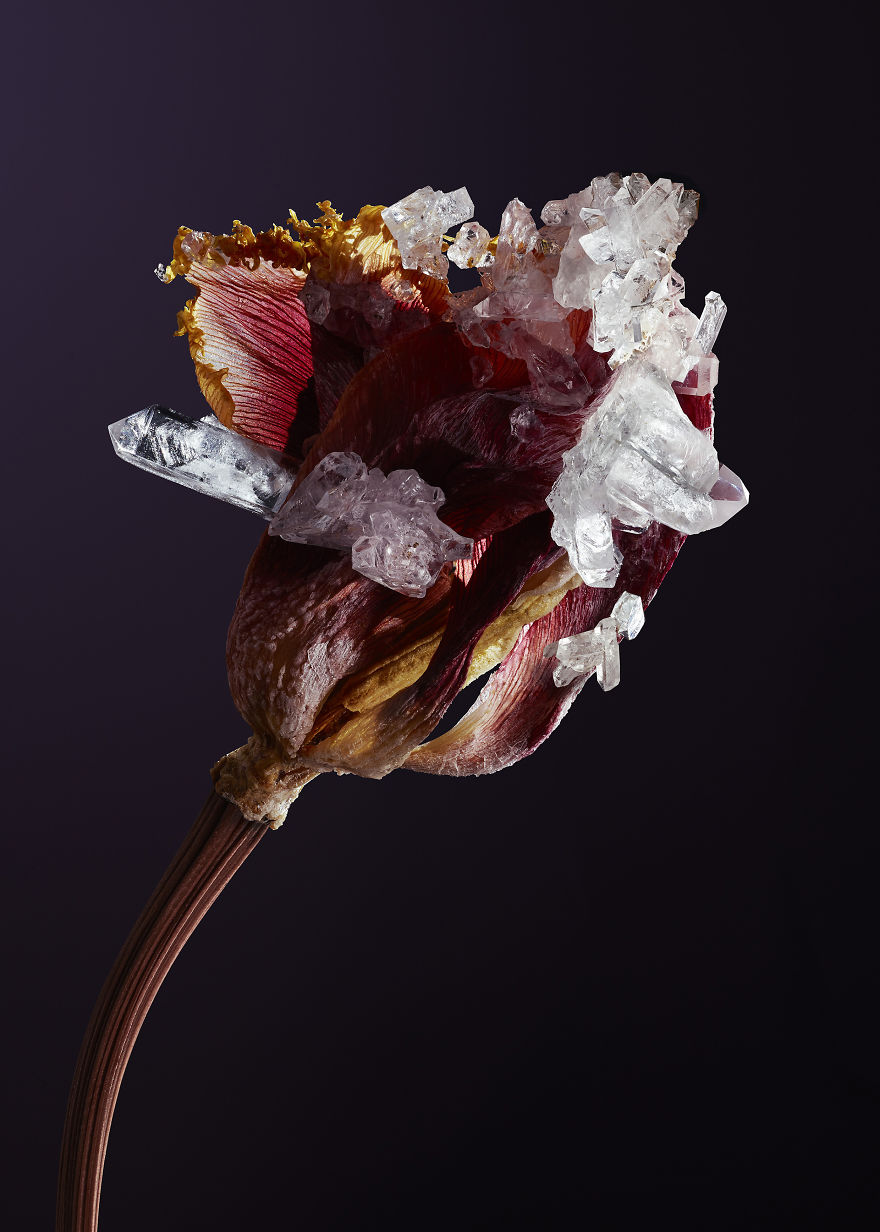 Flowers And Crystals Lush Botanical Sculptures By Alyson Mowat 6