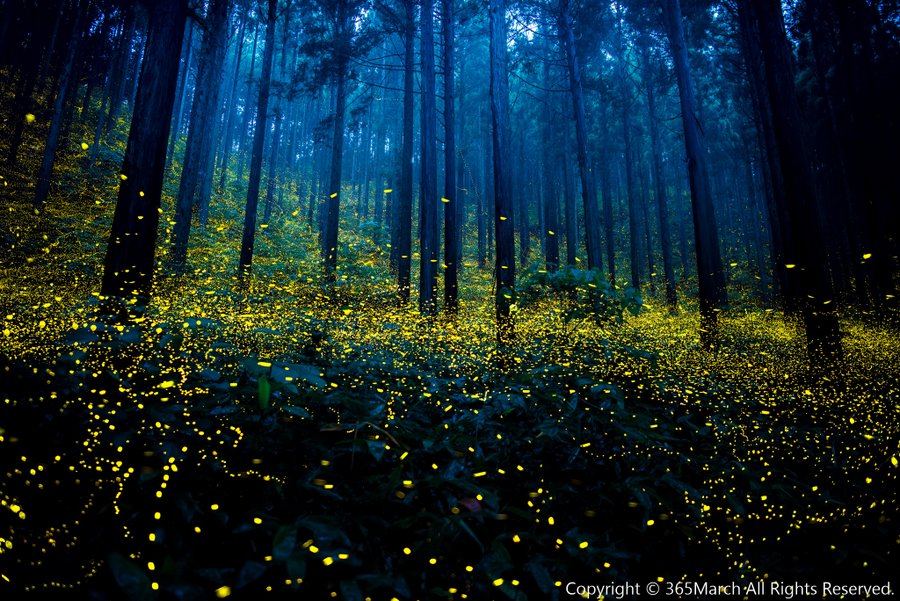 Magnificent Photographs Of Fireflies From Japans Summer 1