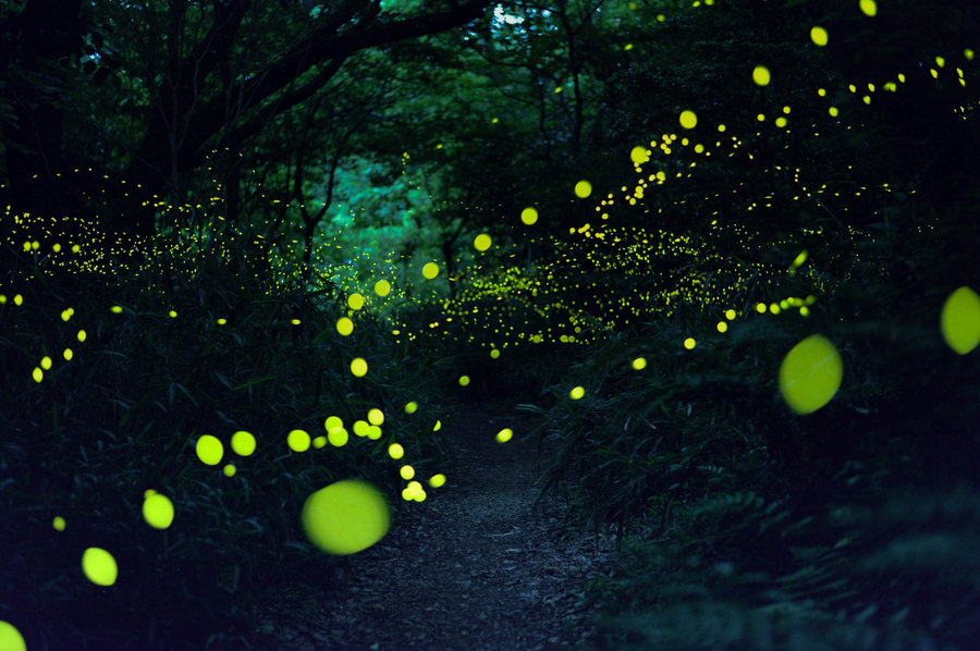 Magnificent Photographs Of Fireflies From Japans Summer 2