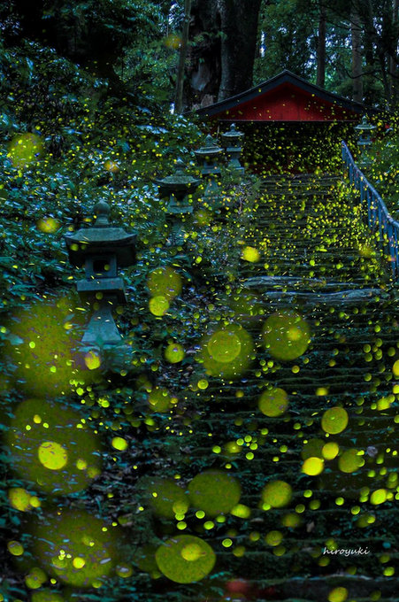 Magnificent Photographs Of Fireflies From Japans Summer 3