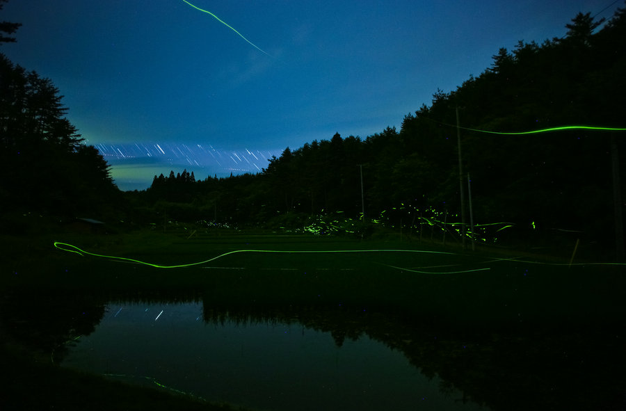 Magnificent Photographs Of Fireflies From Japans Summer 4