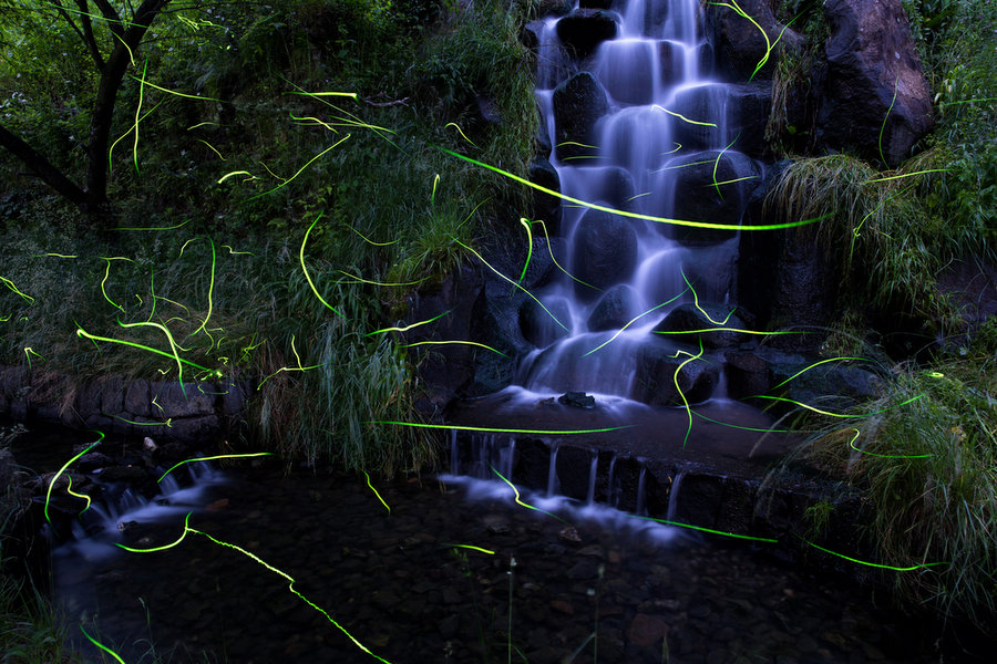 Magnificent Photographs Of Fireflies From Japans Summer 5