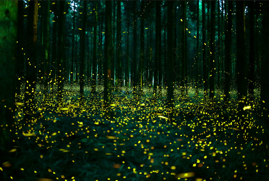 Magnificent Photographs Of Fireflies From Japans Summer 6