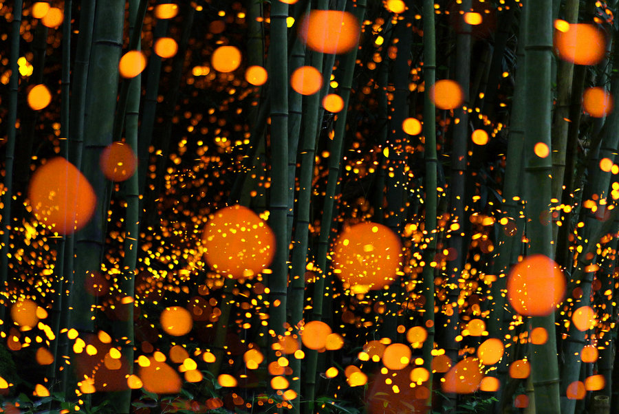 Magnificent Photographs Of Fireflies From Japans Summer 7