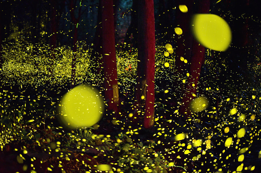Magnificent Photographs Of Fireflies From Japans Summer 8