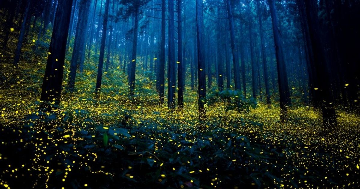 Magnificent Photographs Of Fireflies From Japan's Summer Sharecover
