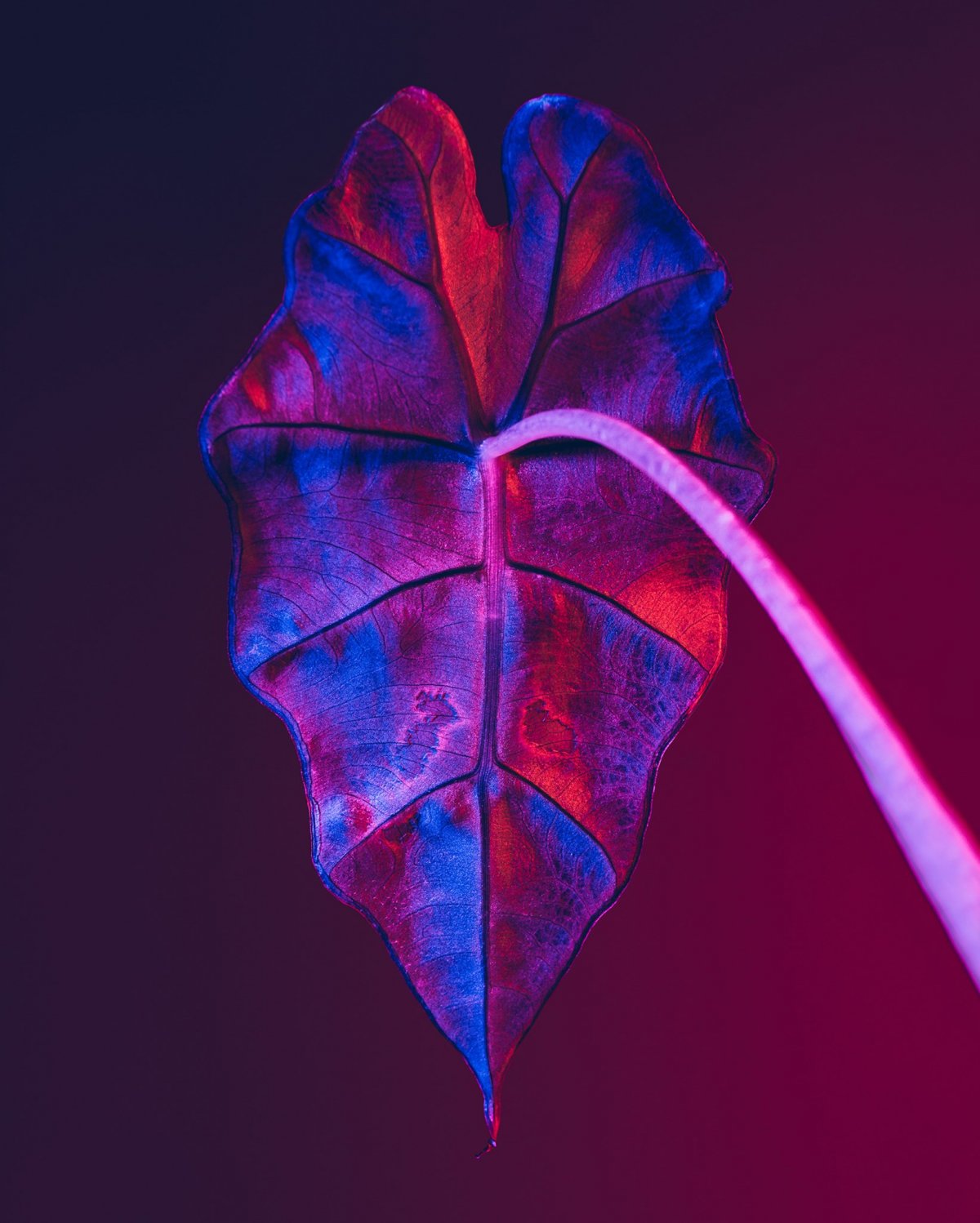 Otherworldly Botanicals Mesmerizing Chromatic Plant Portraits By Lindsey Rickert 4