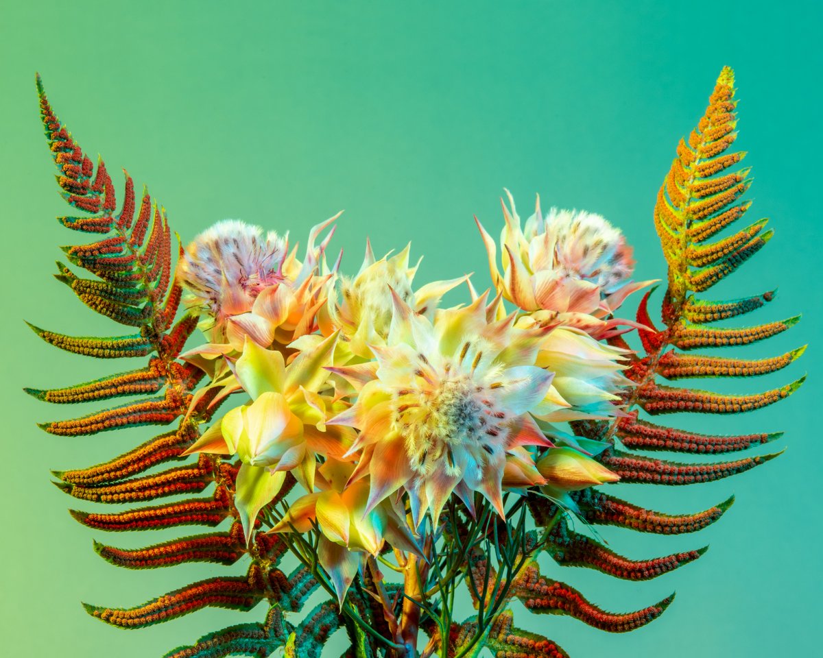 Otherworldly Botanicals Mesmerizing Chromatic Plant Portraits By Lindsey Rickert 7