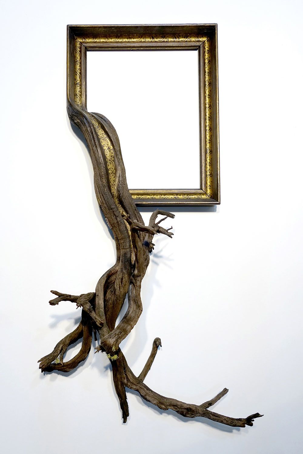 Tree Roots And Branches Fused With Ornate Picture Frames By Darryl Cox 13