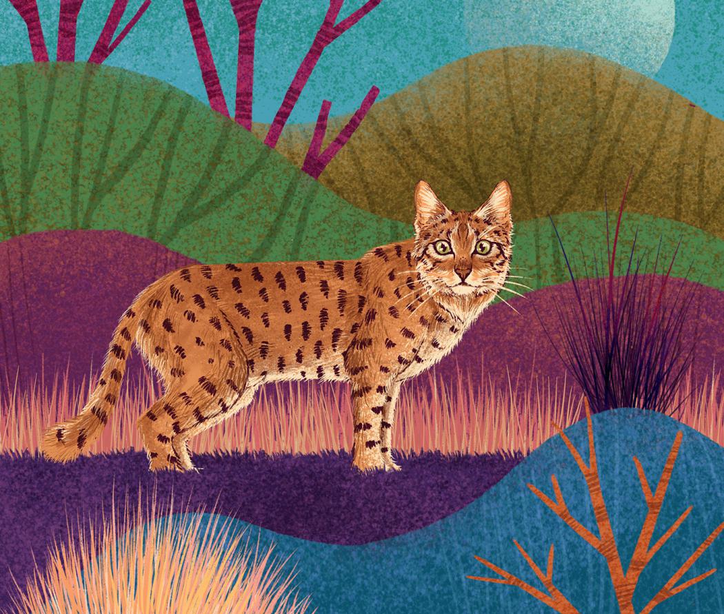Fantastic Felines A Fascinating Animal Illustration Series By Rohan Dahotre 9