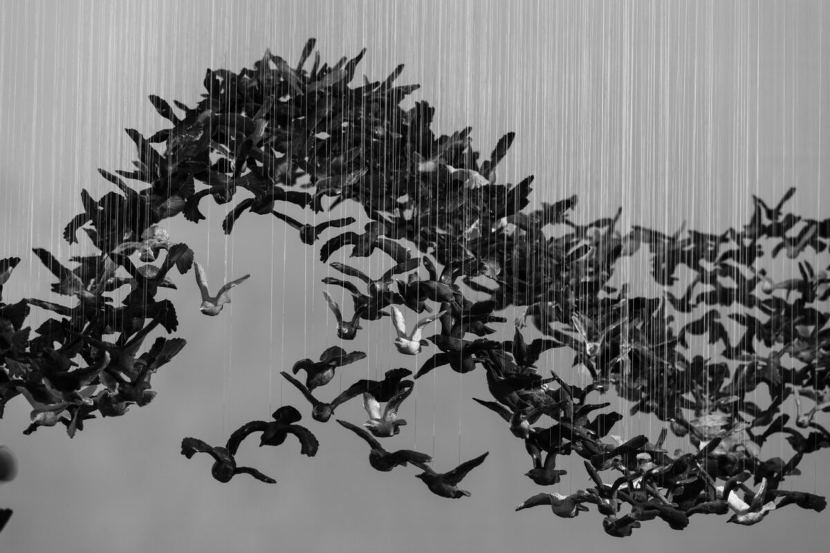 Murmuration An Installation Made Of Thousands Of Black Birds By Cai Guo Qiang 1 2
