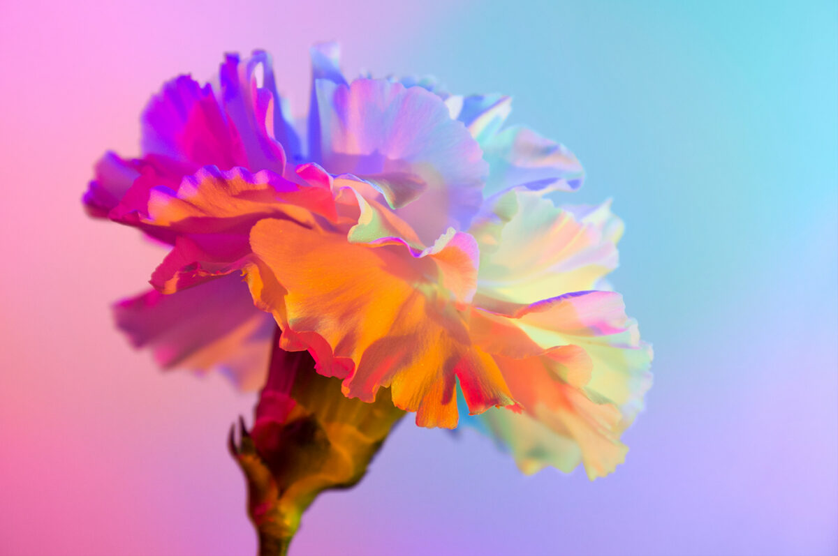 Neon Flowers Series By Claire Boscher 01
